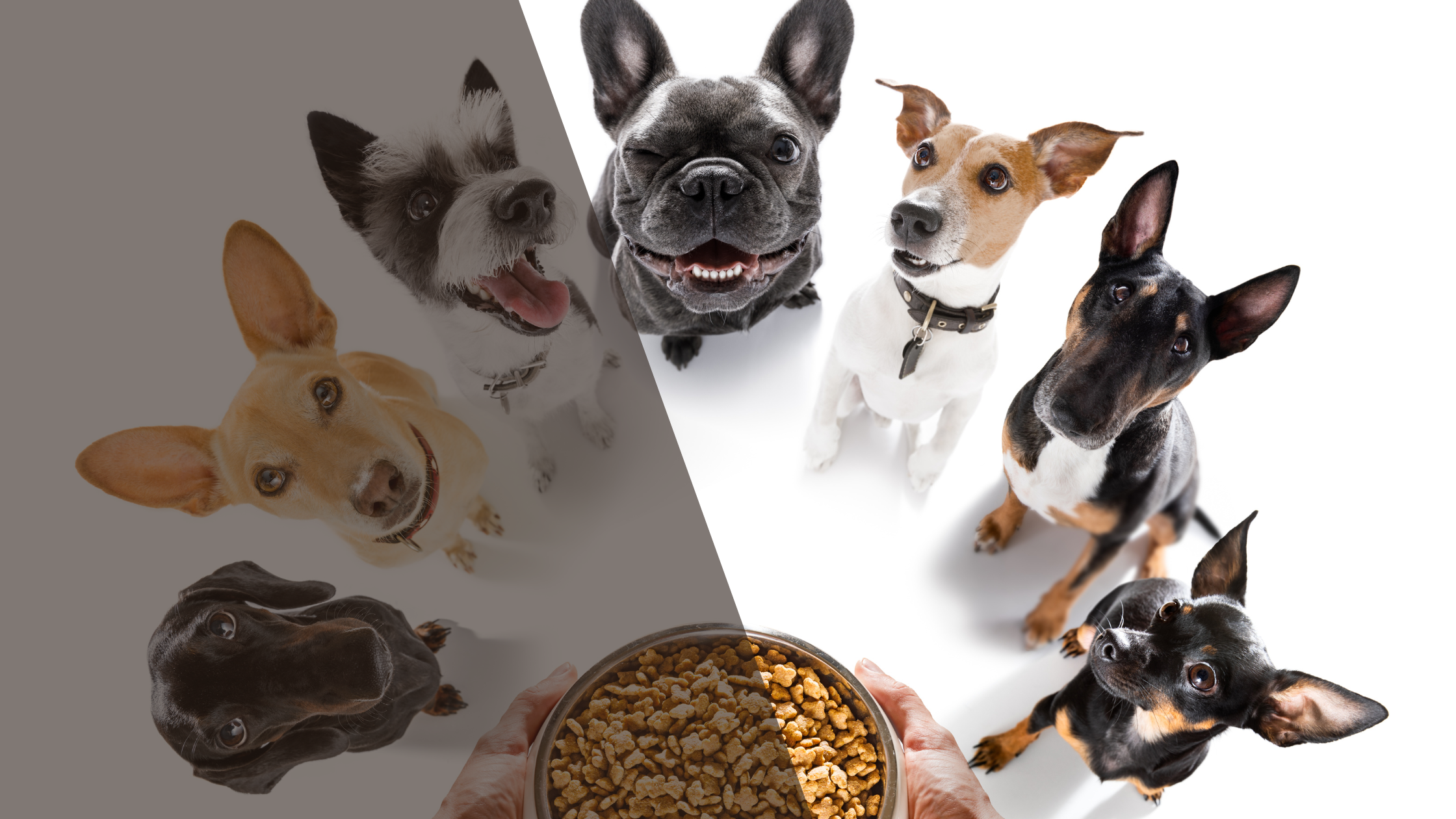 Incentives Pets We Create Exceptionally Healthy Dog Treats